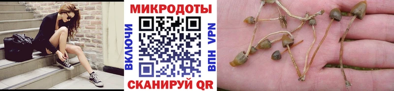 shop как зайти  Химки  Псилоцибиновые грибы Cubensis  omg онион 
